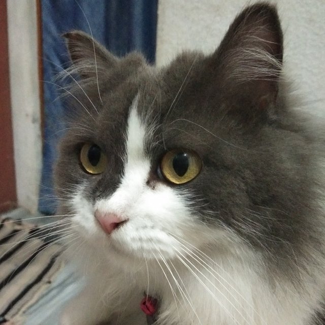 Bubu - Domestic Long Hair + Scottish Fold Cat