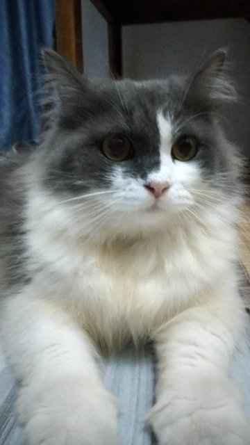 Bubu - Domestic Long Hair + Scottish Fold Cat