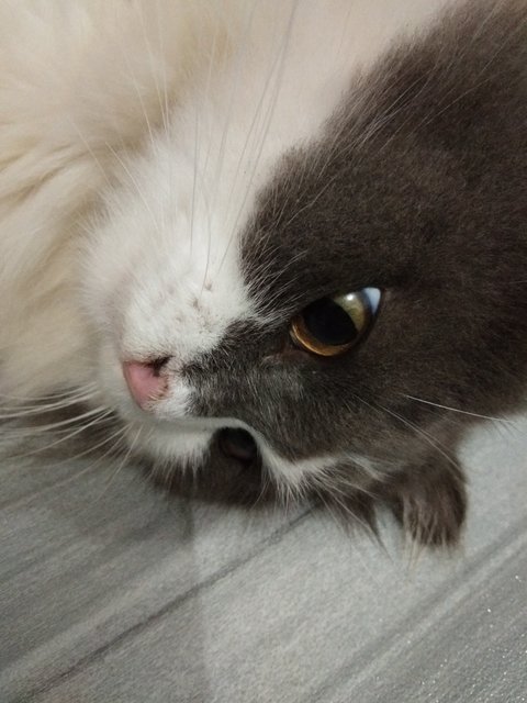 Bubu - Domestic Long Hair + Scottish Fold Cat