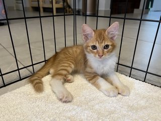 Biscuit - ADOPTED