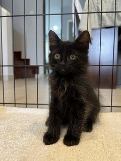 Mr. Pickles - ADOPTED