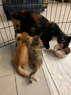 Mama, Peanut & Butter