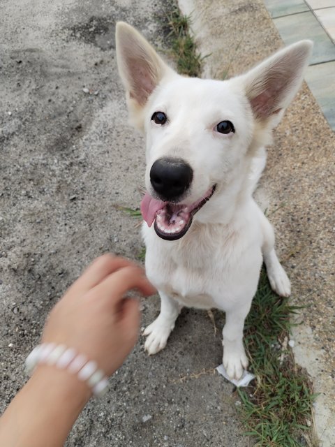 Nayan Aka Lion - Mixed Breed Dog