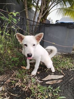 Nayan Aka Lion - Mixed Breed Dog