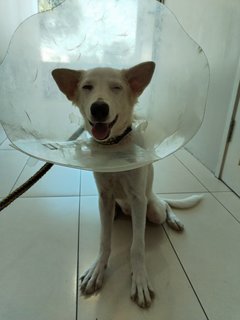 After few days neuter