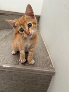 Turmeric  - Domestic Short Hair Cat