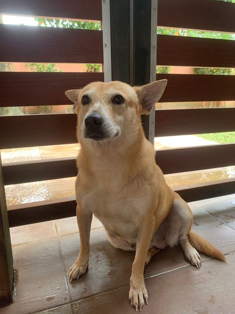 Mimi (Vb) - Mixed Breed Dog