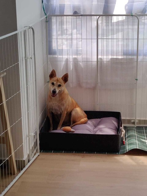 Mimi (Vb) - Mixed Breed Dog