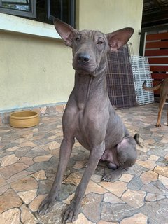 Ruru (Vb) - Shar Pei Mix Dog