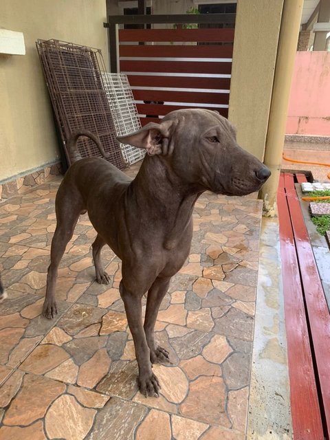 Ruru (Vb) - Shar Pei Mix Dog