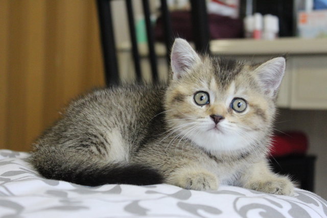 Simba - British Shorthair Cat