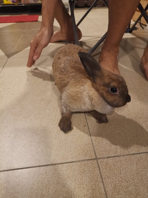 Cinnamon - Cinnamon Rabbit