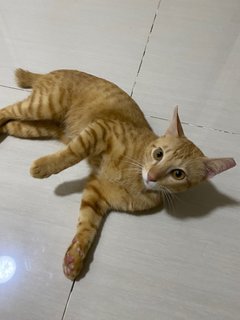  Cheeky Yenyen - Domestic Short Hair Cat