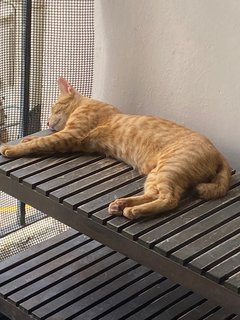  Cheeky Yenyen - Domestic Short Hair Cat