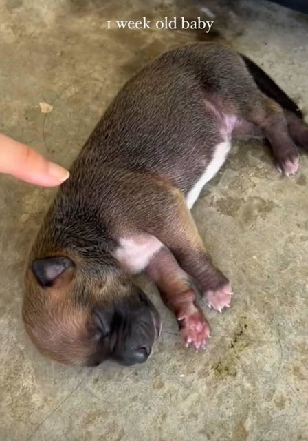 Puppy - Mixed Breed Dog