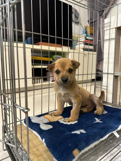 Rocky - Mixed Breed Dog