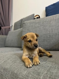 Rocky - Mixed Breed Dog