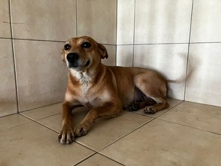 At the vet for spaying but still wagging her tail