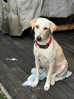 Layla - Labrador Retriever Mix Dog