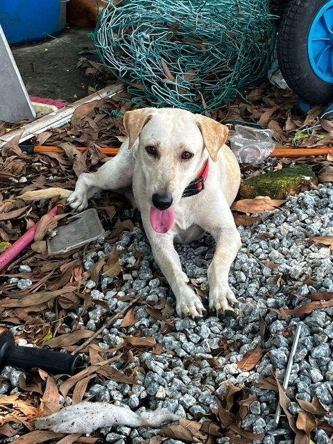 Layla - Labrador Retriever Mix Dog