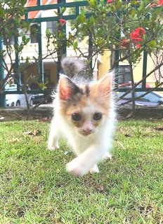 Taco ❤️, Independent, Litter Trained  - Domestic Medium Hair Cat