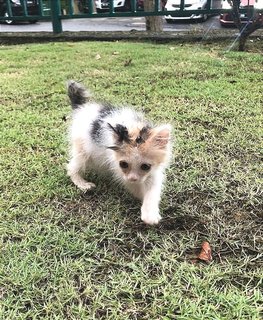 Taco ❤️, Independent, Litter Trained  - Domestic Medium Hair Cat