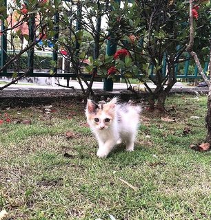 Taco ❤️, Independent, Litter Trained  - Domestic Medium Hair Cat