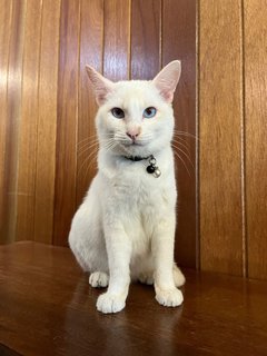 Gojo - Domestic Long Hair Cat