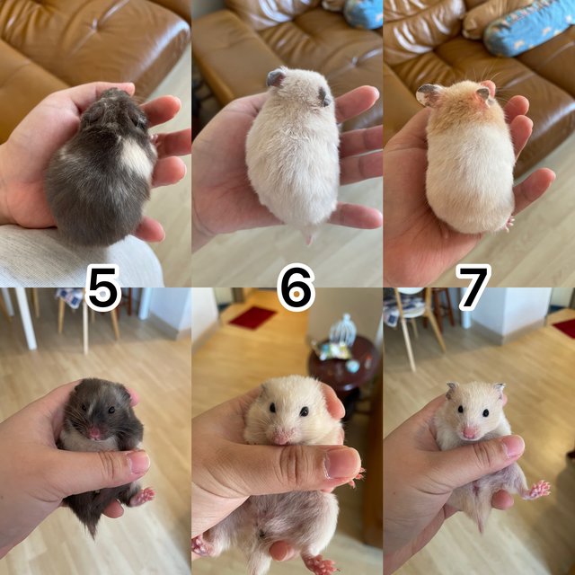 Syrian Hamster - Syrian / Golden Hamster Hamster