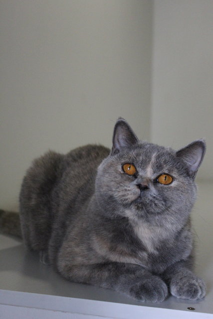 Athena - British Shorthair Cat