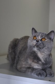 Athena - British Shorthair Cat