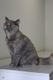 Athena - British Shorthair Cat