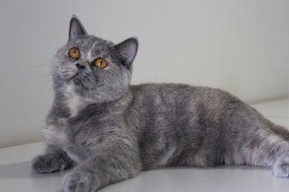 Athena - British Shorthair Cat