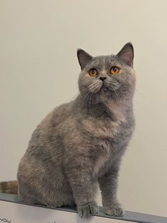 Athena - British Shorthair Cat