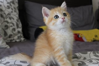 Diego - British Shorthair Cat