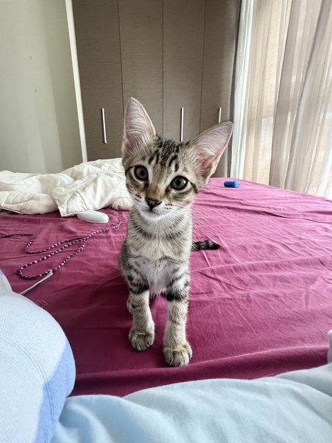 Phoenix  - Domestic Short Hair + Tabby Cat