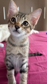 Phoenix  - Domestic Short Hair + Tabby Cat