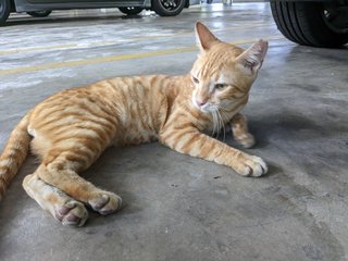 Tigger - Domestic Short Hair Cat