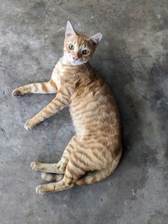 Tigger - Domestic Short Hair Cat