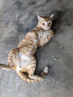 Tigger - Domestic Short Hair Cat