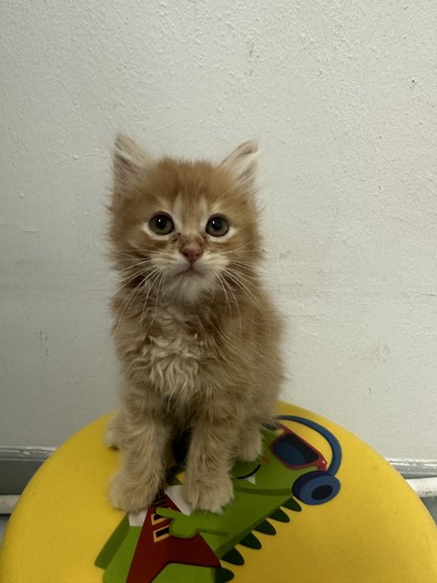 Baby  - Domestic Long Hair Cat