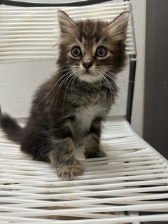 Baby  - Domestic Long Hair Cat