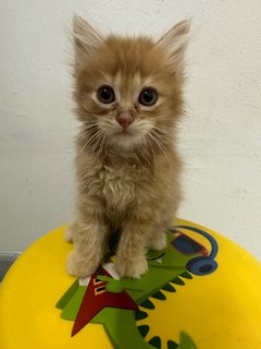 Baby  - Domestic Long Hair Cat