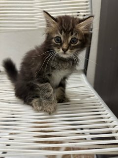 Baby  - Domestic Long Hair Cat