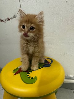 Baby  - Domestic Long Hair Cat