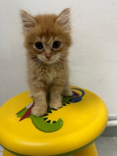 Baby  - Domestic Long Hair Cat