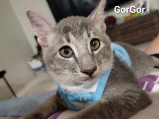 Gorgor - Domestic Short Hair Cat