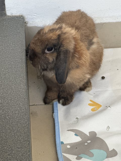 Peanut  - Holland Lop Rabbit