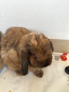 Peanut  - Holland Lop Rabbit