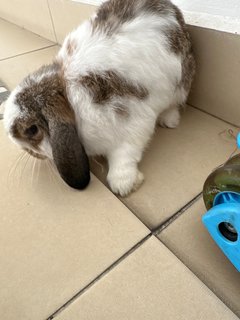 Binky - Holland Lop Rabbit